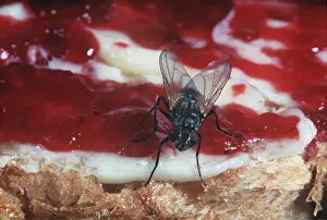 Cluster: HOUSEFLY / CLUSTER FLY - ON CAKE
