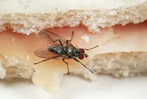 Housefly: HOUSEFLY / CLUSTER FLY - ON HAM SANDWICH