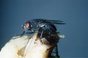 Meat: HOUSEFLY / CLUSTER FLY - ON MEAT