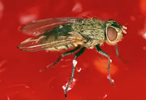 Housefly: HOUSEFLY / CLUSTER FLY - on strawberry jam