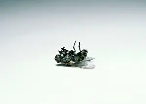 Housefly: HOUSEFLY - dead, lying on back