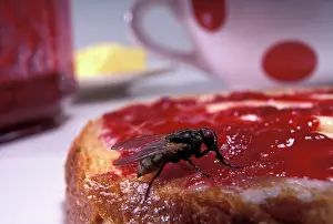Bread: Housefly - on a slice of bread with jam