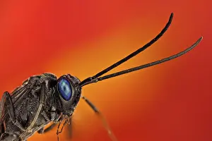 Household: Household cockroaches are parasitized by this en