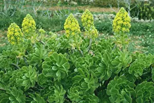Aeonium: HOUSELEEK