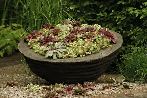 Sempervivum: Houseleek