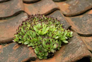 Sempervivum: Houseleek