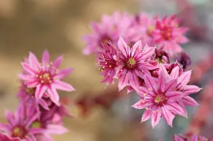 Sempervivum: Houseleek