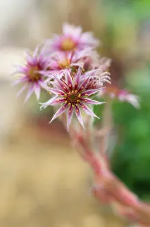 Sempervivum: Houseleek