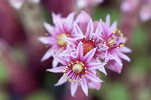 Sempervivum: Houseleek
