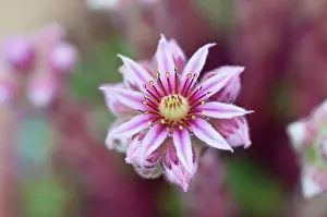 Sempervivum: Houseleek
