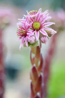 Sempervivum: Houseleek
