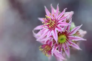 Sempervivum: Houseleek