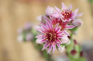 Sempervivum: Houseleek