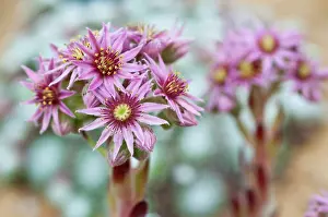 Sempervivum: Houseleek