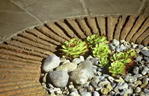 Paving: Houseleek