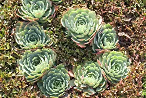Sempervivum: Houseleek
