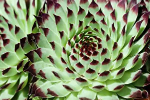 Leek: Houseleek