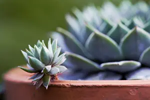 Proportion: Houseleek