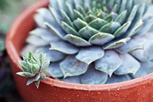 Proportion: Houseleek