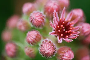 Sempervivum: Houseleek
