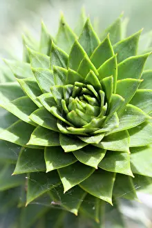 Sempervivum: Houseleek