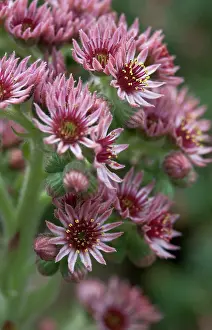 Sempervivum: Houseleek