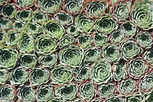 Sempervivum: Houseleek