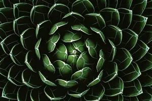 Bites: Houseleek