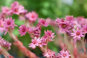 Cluster: Houseleek