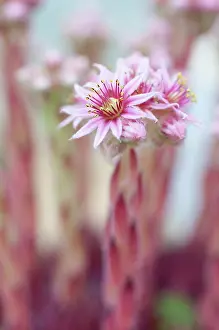 Cluster: Houseleek
