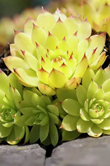Sempervivum: Houseleek, Sempervivum, Detail of yellow coloured plant show