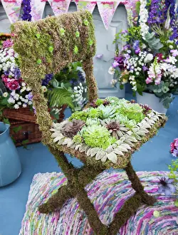 Varieties: Houseleek:Sempervivum tectorum, Several varieties