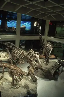 Ornithopod: Houston Museum of Natural Science