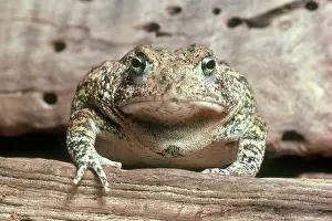 Grumpy: Houston Toad