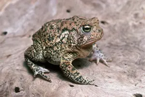 Anaxyrus: Houston Toad