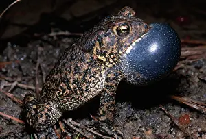 Listed: Houston Toad