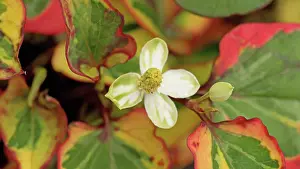 Cordata: Houttuynia