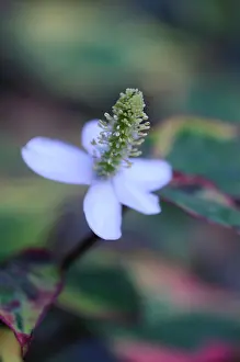 Cordata: Houttuynialeaves