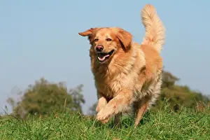 Hovawart: Hovawart (Canis lupus f. familiaris), running across