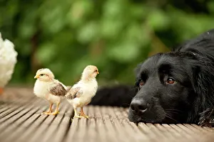 Hovawart: Hovawart and chicks, animal friendship
