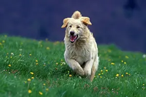 Hovawart: Hovawart Dog - Running in meadow