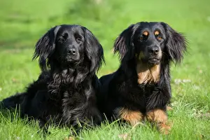 Hovawart: Hovawart dogs
