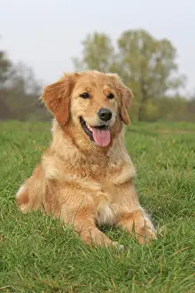 Hovawart: Hovawart-Golden Retriever hybrid lying on a meadow
