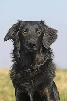 Hovawart: Hovawart, male, 8 months, portrait Hovawart, R&, x2496c838;