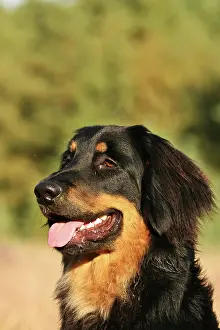 Hovawart: Hovawart, portrait Portrait Hovawart