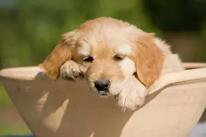 Bowl: Hovawart puppy
