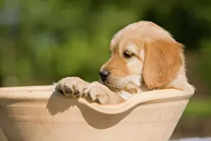 Singly: Hovawart puppy