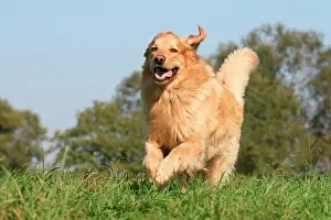 Hovawart: Hovawart running across a meadow Hovawart, Canis