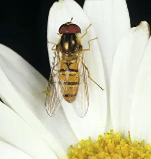 Composite: Hover-Fly