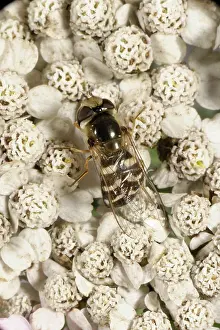 Control: Hover-fly